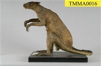 藏品(灰袋鼠)的圖片